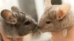 Kako uzgajati chinchilla kod kuće